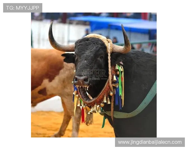 真人斗牛网址大全提供最全最新的正规平台推荐让你轻松体验真实刺激的斗牛游戏乐趣 真人斗牛网址大全提供最全最新的正规平台推荐让你轻松体验真实刺激的斗牛游戏乐趣