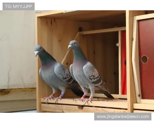 解决AG真人版会员注册遇到的常见问题及专业建议